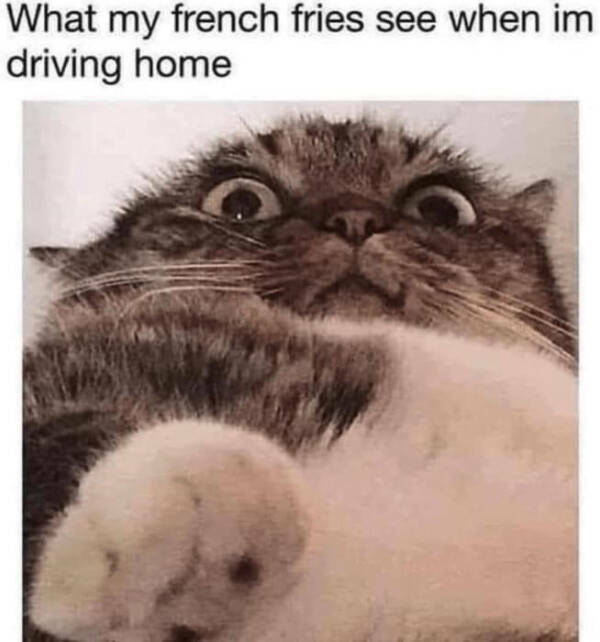 Kick Off Your Week With Hilarious Cats