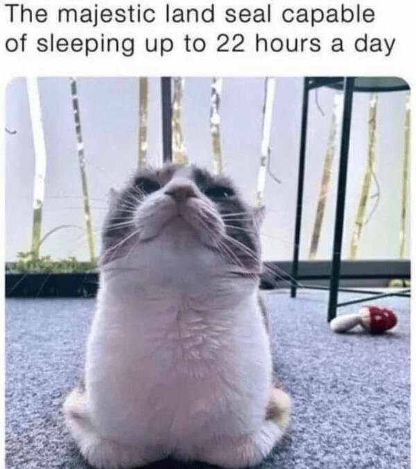 Kick Off Your Week With Hilarious Cats