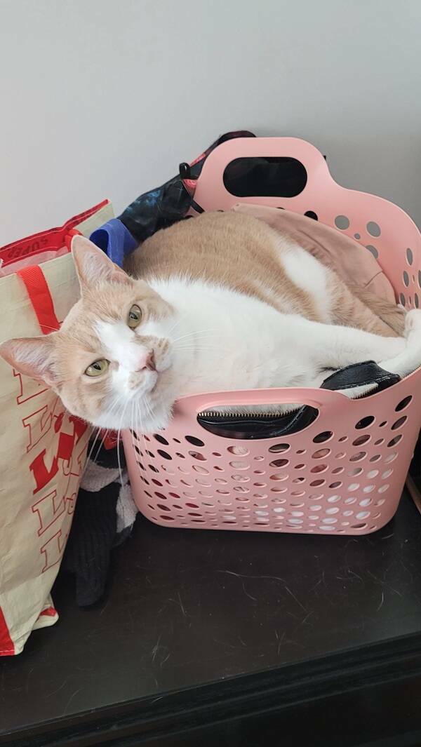 Kick Off Your Week With Hilarious Cats