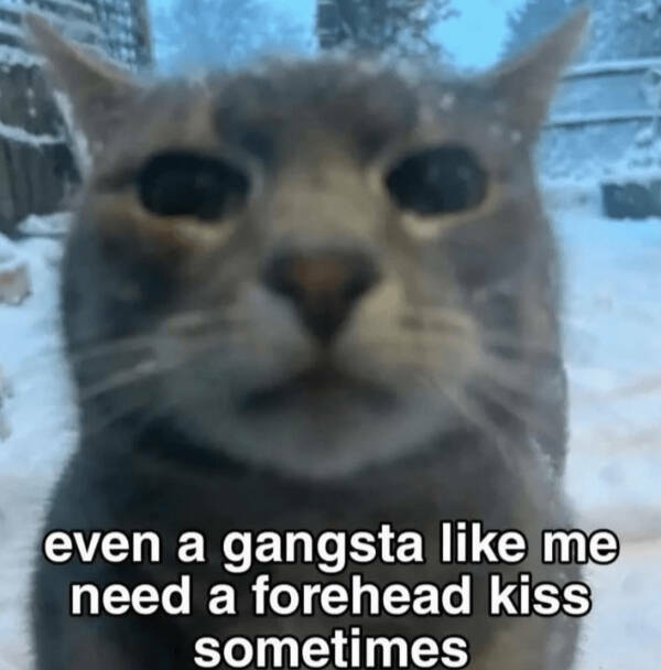 Kick Off Your Week With Hilarious Cats