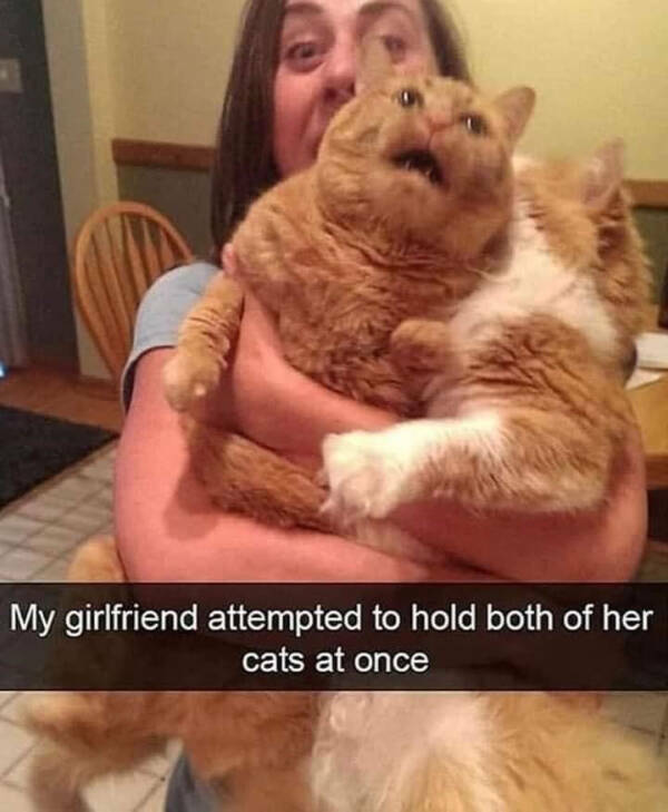 Kick Off Your Week With Hilarious Cats