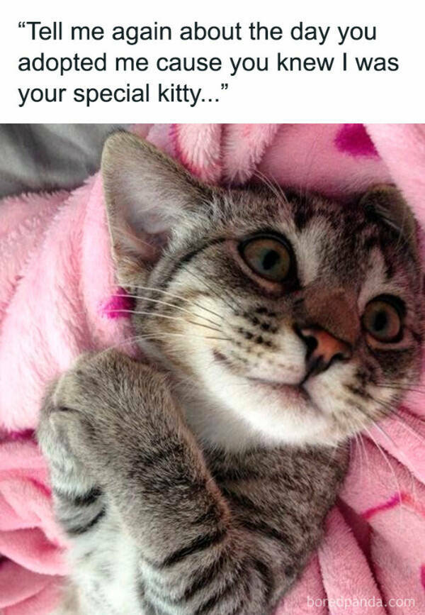 Kick Off Your Week With Hilarious Cats