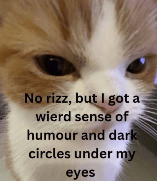 Kick Off Your Week With Hilarious Cats