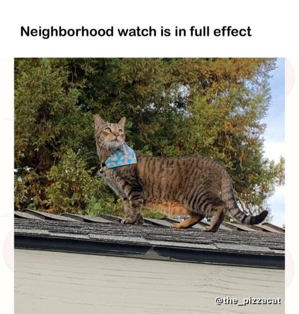 Kick Off Your Week With Hilarious Cats