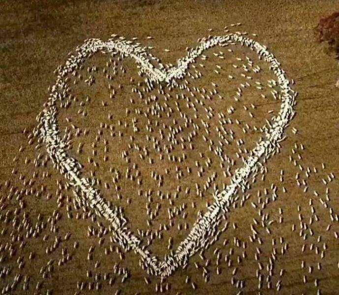 Pure Wholesome Goodness From the Web