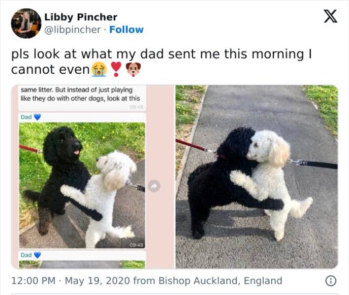 Pure Wholesome Goodness From the Web