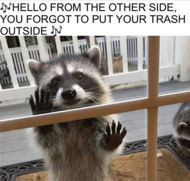 Hilariously Dumb Memes That Make No Sense