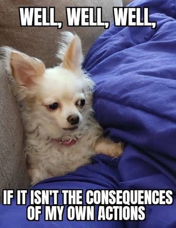 Hilariously Dumb Memes That Make No Sense