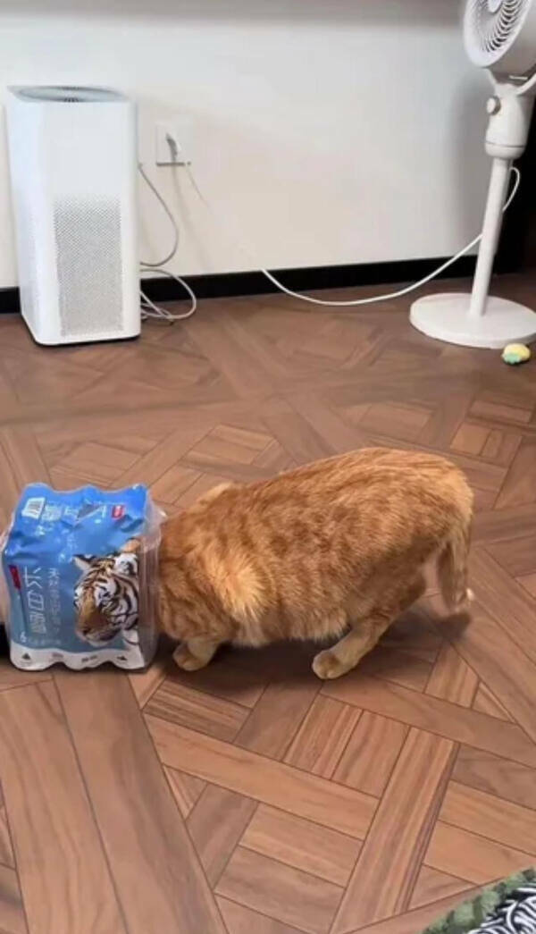 Odd Photos That Scream WTF