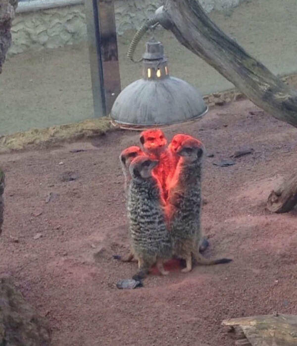 Odd Photos That Scream WTF