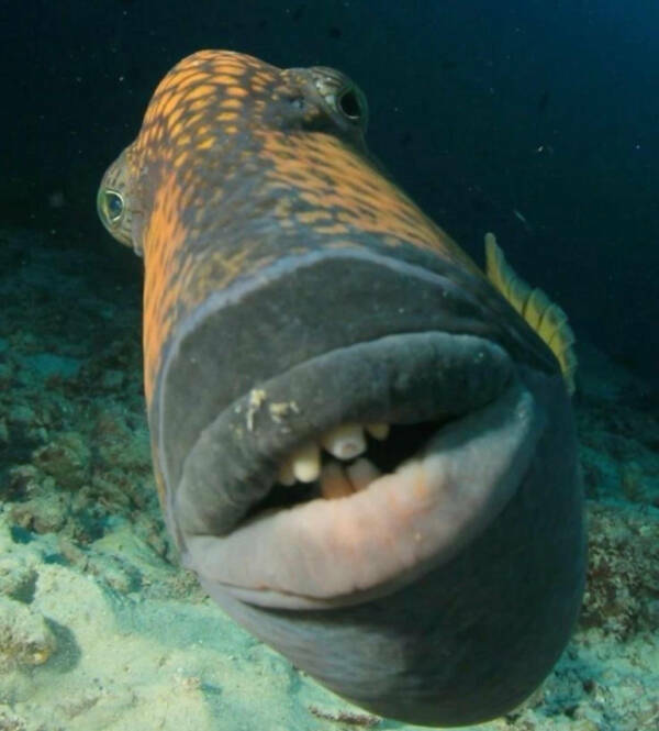 Odd Photos That Scream WTF