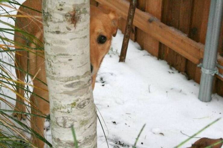 Pets Trying to Hide… and Failing Hilariously Pets Trying to Hide… and Failing Hilariously
