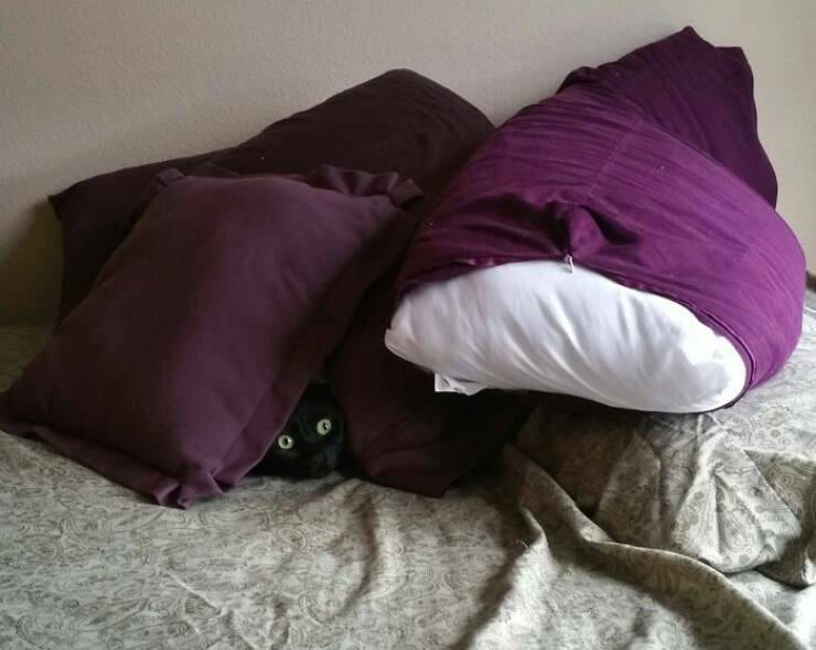Pets Trying to Hide… and Failing Hilariously Pets Trying to Hide… and Failing Hilariously