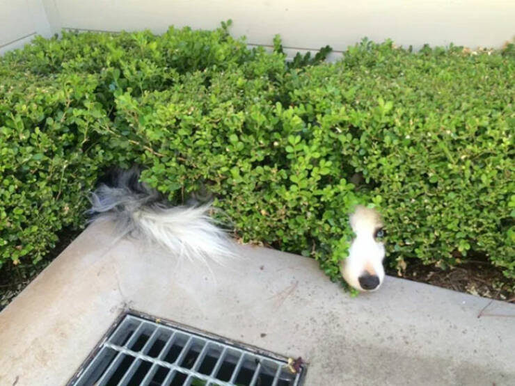 Pets Trying to Hide… and Failing Hilariously Pets Trying to Hide… and Failing Hilariously
