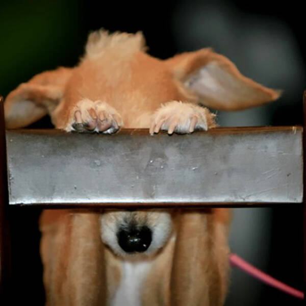 Pets Trying to Hide… and Failing Hilariously Pets Trying to Hide… and Failing Hilariously