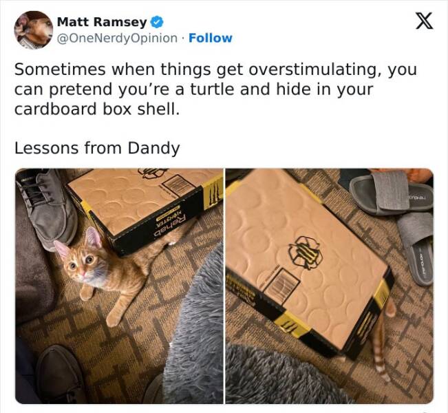 Pets Trying to Hide… and Failing Hilariously Pets Trying to Hide… and Failing Hilariously