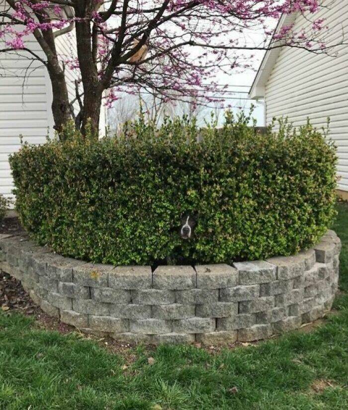 Pets Trying to Hide… and Failing Hilariously Pets Trying to Hide… and Failing Hilariously