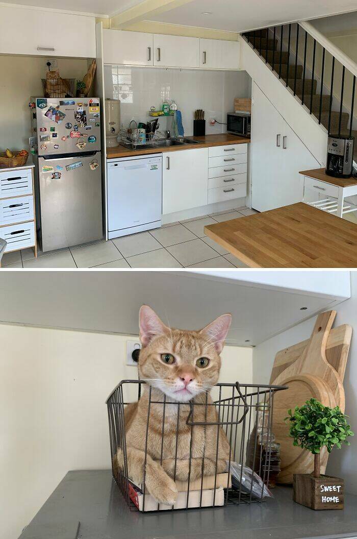 Pets Trying to Hide… and Failing Hilariously Pets Trying to Hide… and Failing Hilariously