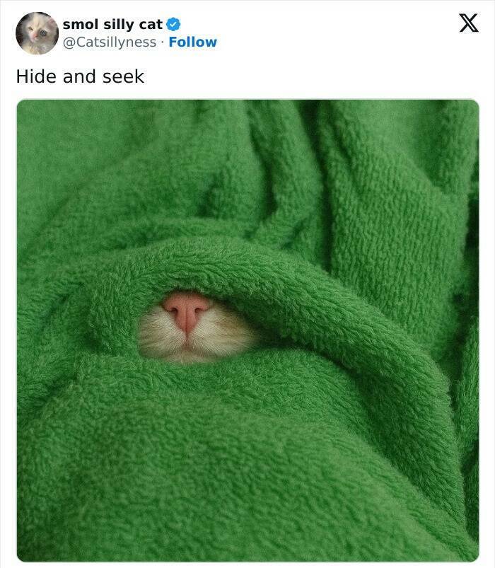 Pets Trying to Hide… and Failing Hilariously Pets Trying to Hide… and Failing Hilariously