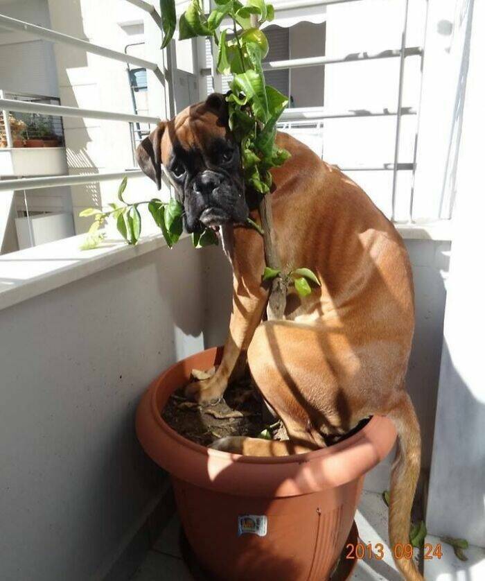 Pets Trying to Hide… and Failing Hilariously Pets Trying to Hide… and Failing Hilariously