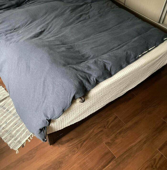 Pets Trying to Hide… and Failing Hilariously Pets Trying to Hide… and Failing Hilariously