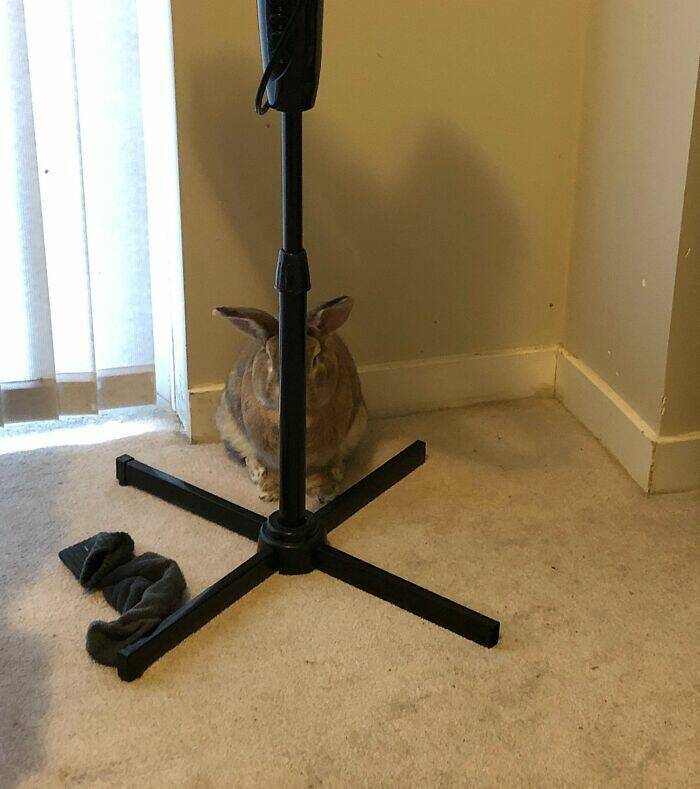 Pets Trying to Hide… and Failing Hilariously Pets Trying to Hide… and Failing Hilariously