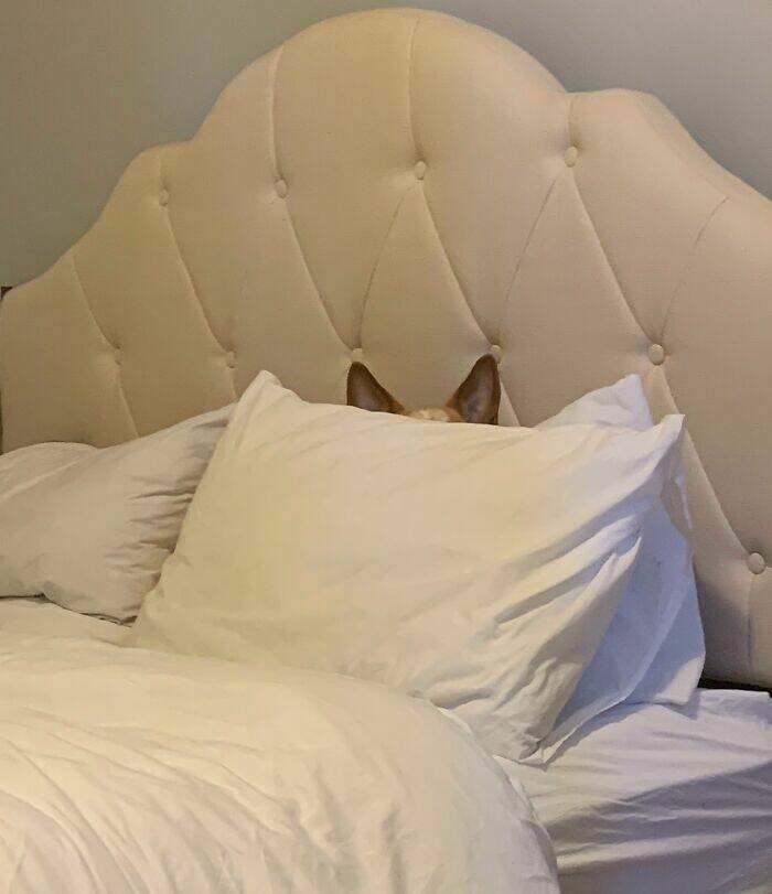 Pets Trying to Hide… and Failing Hilariously Pets Trying to Hide… and Failing Hilariously