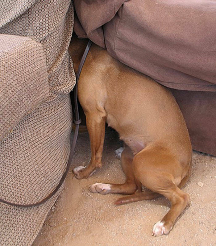 Pets Trying to Hide… and Failing Hilariously Pets Trying to Hide… and Failing Hilariously