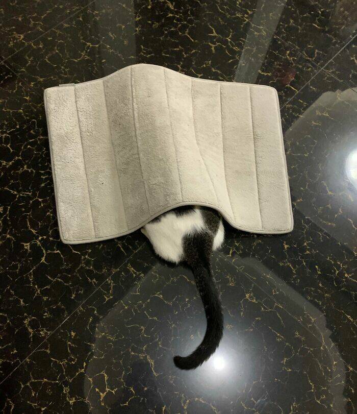 Pets Trying to Hide… and Failing Hilariously Pets Trying to Hide… and Failing Hilariously