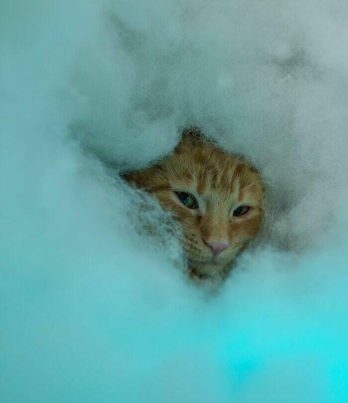 Pets Trying to Hide… and Failing Hilariously Pets Trying to Hide… and Failing Hilariously