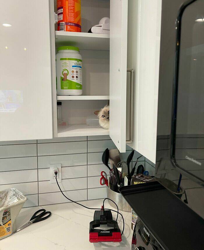 Pets Trying to Hide… and Failing Hilariously Pets Trying to Hide… and Failing Hilariously