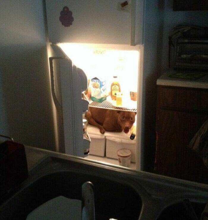 Pets Trying to Hide… and Failing Hilariously Pets Trying to Hide… and Failing Hilariously