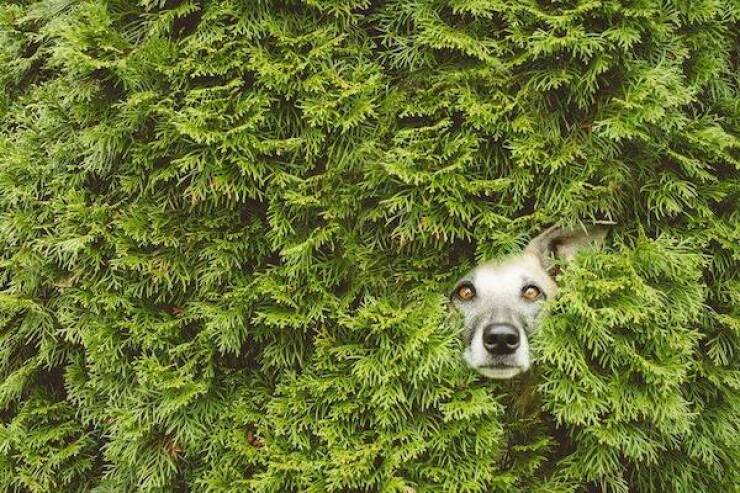 Dogs Never Fail to Entertain Dogs Never Fail to Entertain