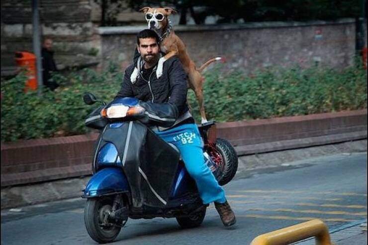 Dogs Never Fail to Entertain Dogs Never Fail to Entertain