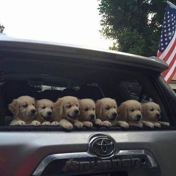 Dogs Never Fail to Entertain Dogs Never Fail to Entertain