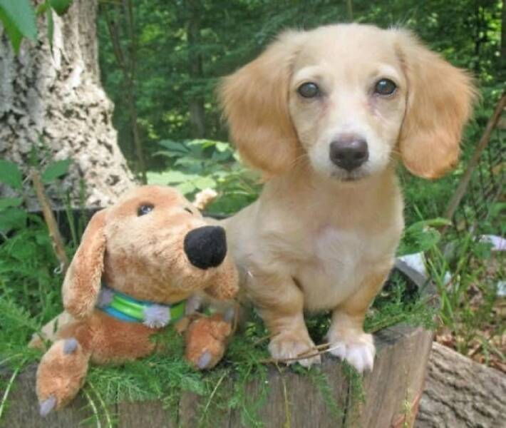 Dogs Never Fail to Entertain Dogs Never Fail to Entertain