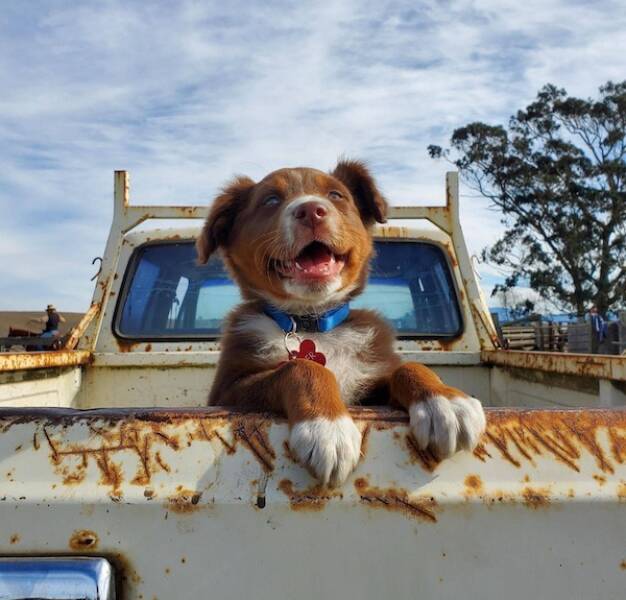 Dogs Never Fail to Entertain Dogs Never Fail to Entertain