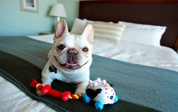 Dogs Never Fail to Entertain Dogs Never Fail to Entertain