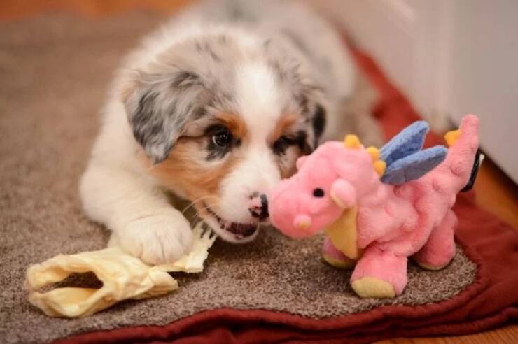 Dogs Never Fail to Entertain Dogs Never Fail to Entertain