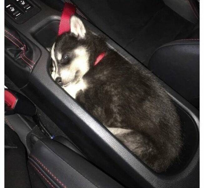 Dogs Never Fail to Entertain Dogs Never Fail to Entertain