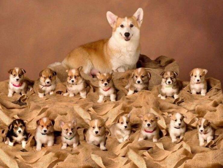 Dogs Never Fail to Entertain Dogs Never Fail to Entertain