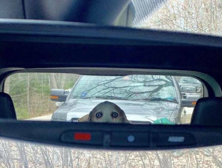 Dogs Never Fail to Entertain Dogs Never Fail to Entertain