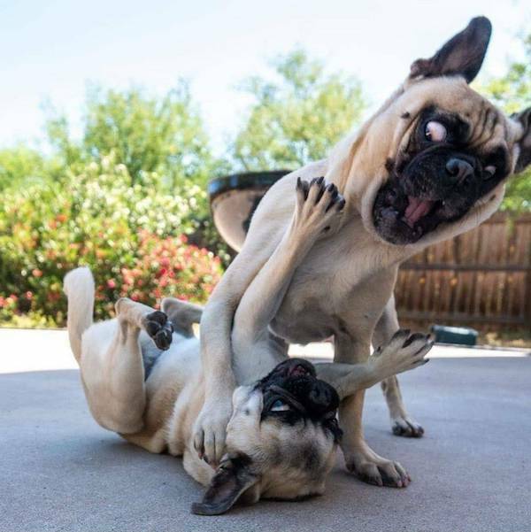 Dogs Never Fail to Entertain Dogs Never Fail to Entertain