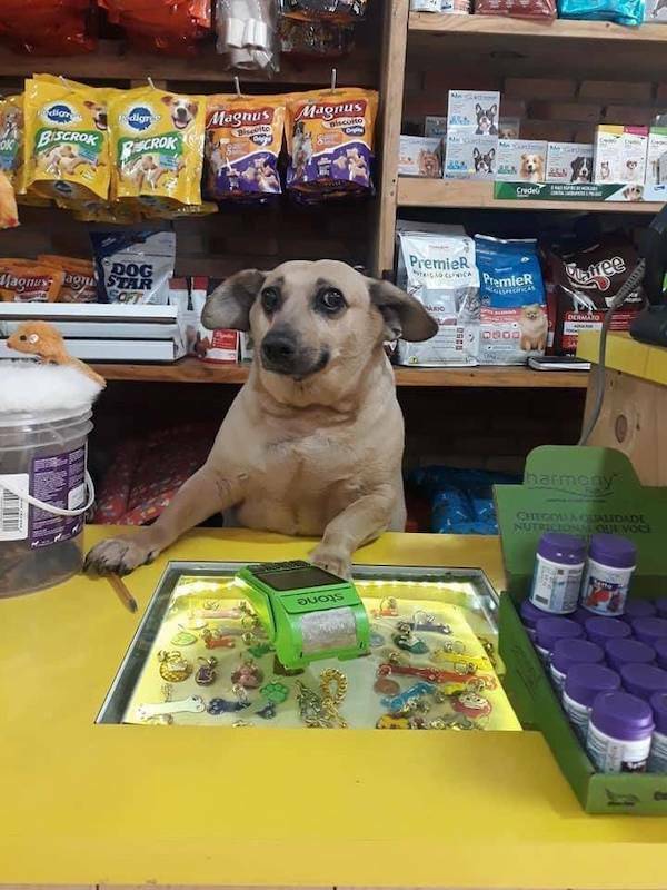 Dogs Never Fail to Entertain Dogs Never Fail to Entertain