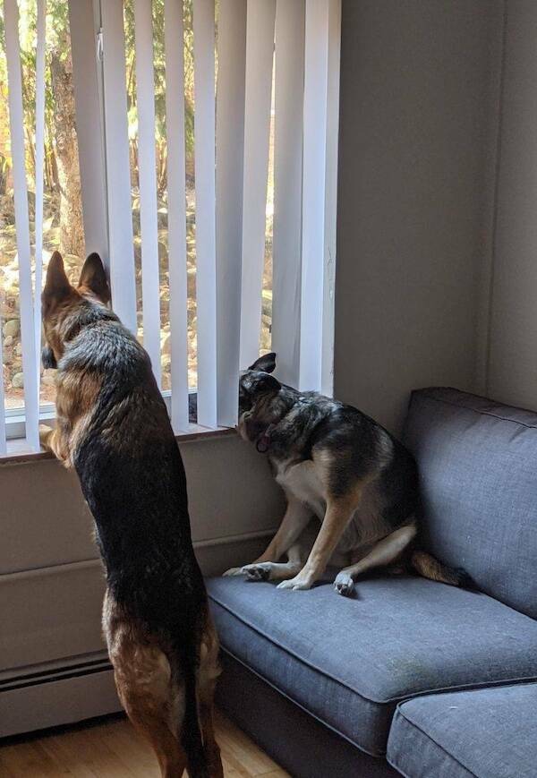 Dogs Never Fail to Entertain Dogs Never Fail to Entertain