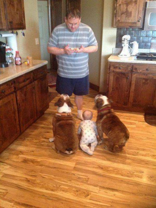 Dogs Never Fail to Entertain Dogs Never Fail to Entertain