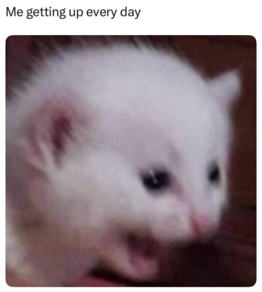 Totally Random, Totally Hilarious Memes