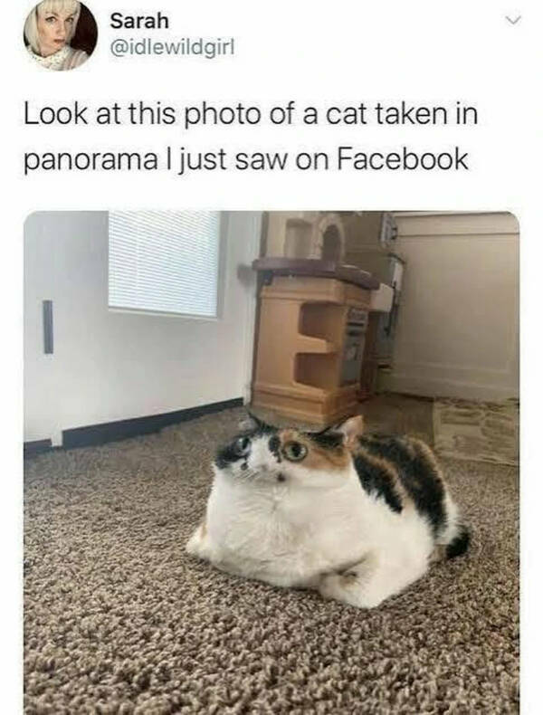 Totally Random, Totally Hilarious Memes