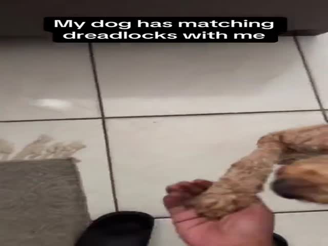 Pets and Their Owners