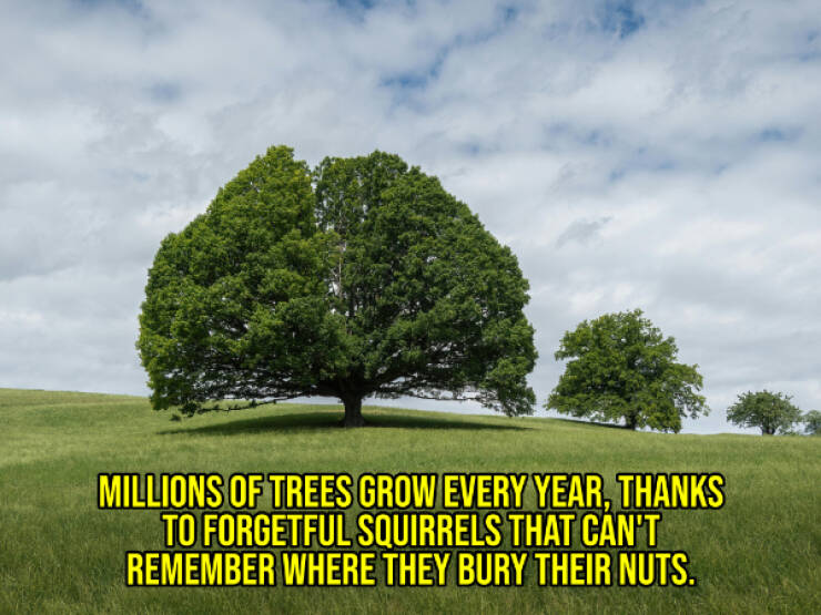 Cheer Up with Some Uplifting Facts